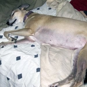 Lisa Napping / Lisa was another return that just loves to lay on the bed.  You can rub her tummy and she shows you here teeth, hence, I call her my Va